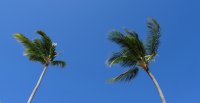 palm blue sky.jpg
