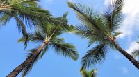 palms sky.jpg