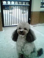 Romika a házőrző.jpg