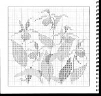 orhid7.jpg