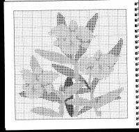 orhid13.jpg