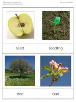 apple-life-cycle.jpg