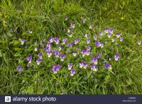 wild-pansy-viola-tricolor-growing-in-moor-house-upper-teesdale-nnr-CXB6MK.jpg