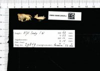 Naturalis_Biodiversity_Center_-_RMNH.MAM.29849.a_lat_-_Scotophilus_kuhlii_temminckii_-_skull.jpeg