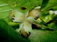 hazel_nuts_resize.jpg