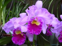 orchideakiall3.jpg