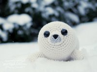 Baby Seal.jpg