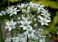 fokhagyma - allium_tuberosum_.jpg