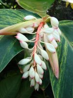 gyomber_zingiber_officinale.jpg