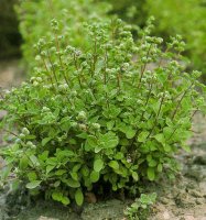 origanum majorana.jpg