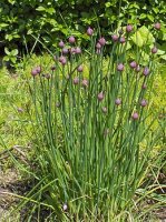 metélő - Allium_schoenoprasum(01).jpg