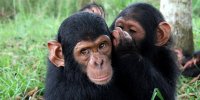 Schimpanser-1.jpg