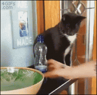 Cat-vs-water-bottle.gif