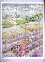 lavender field (1).jpg