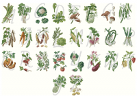 V. Enginger vegetables alphabet.png