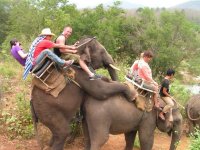 special-elephant-ride.jpg