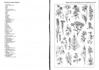 660-661 Mezei és útszéli virágok II.JPG