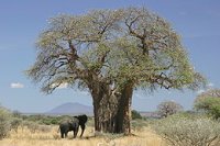 260px-Baobab_and_elephant,_Tanzania_.jpg