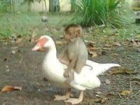 extraordinary-friendship-between-monkey-and-duck.jpg