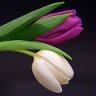tulipan_hajnal