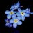forget me not