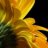 sunflowerhead
