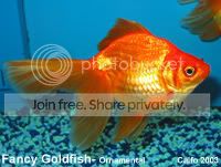 01goldfish_Fancy_ORANDA.jpg