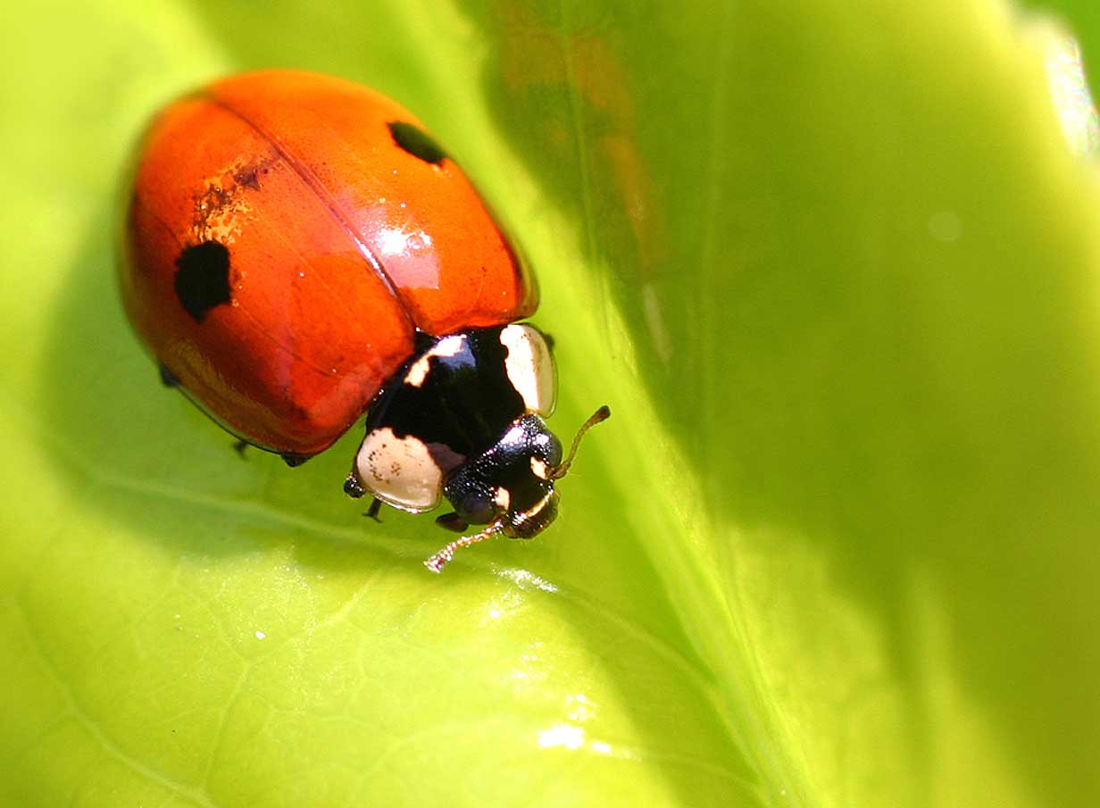 Adalia_bipunctata01.jpg