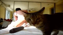 tumblr_lqg5ymMaBT1qdt23mo2_250.gif