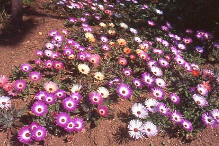 dorotheanthus-bellidiformis-2.jpg