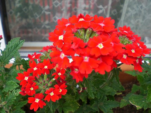 verbena3.jpg