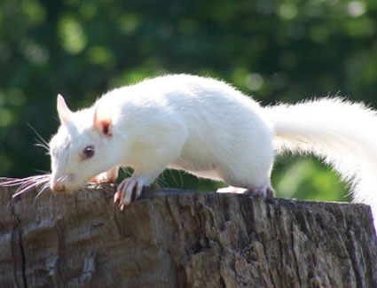 squirrel.jpg