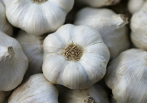 allium_sativum6.jpg