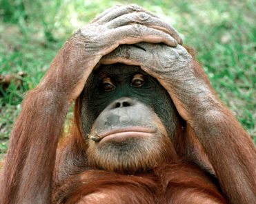 Oh-My-God%2C_Orangutan2.jpg