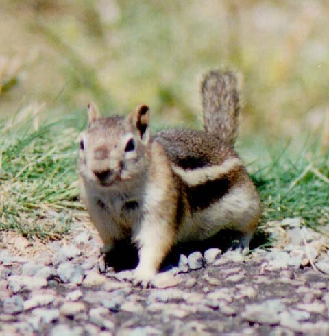 chipmunk.jpg