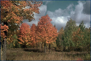 forest.jpg