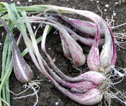 allium_ascalonicum3.jpg