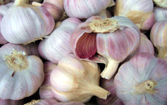 allium_sativum8.jpg