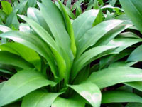 allium_ursinum4.jpg