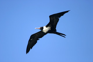 frigatebird.jpg