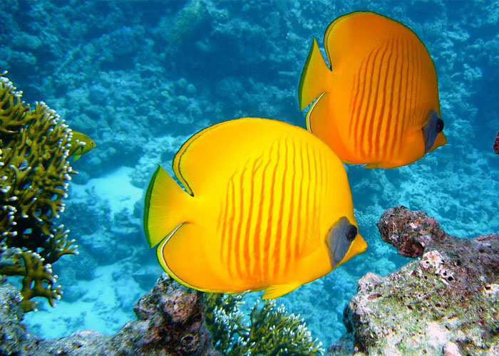 underwater4.jpg