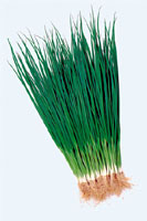 allium_fistulosum2.jpg