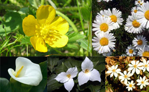 fibonacci_petals.jpg