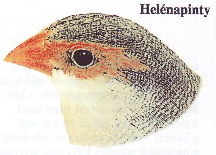 helenapinty.JPG