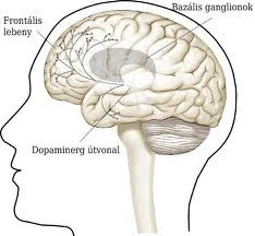 dopamin%2Bagy%2B%2529.jpg
