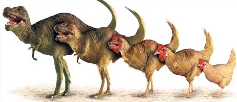 dinoszaurusz-evolucio-e1457940622802.jpg