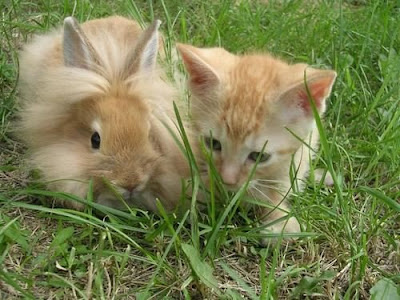 bunny+kitty.bmp