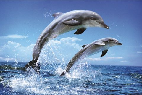 Dolphins-poster-l.jpg