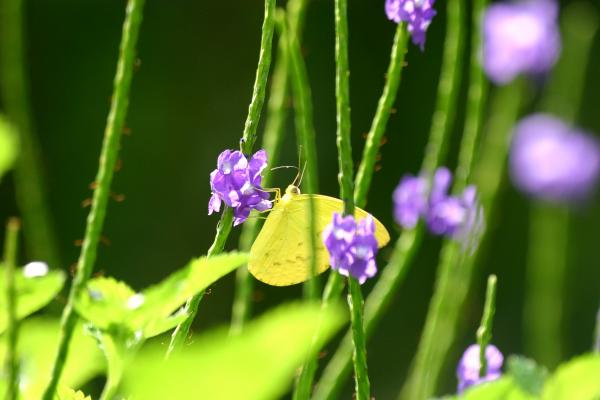 yellow-butterfly-mark-mah.jpg