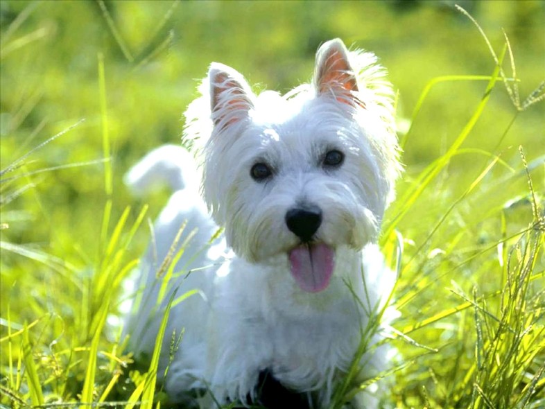 west-highland-white-terrier-kutya-02.jpg